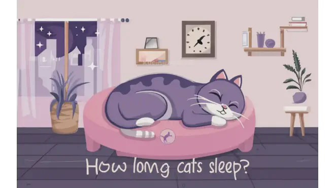Berapa Lama Kucing Tidur?