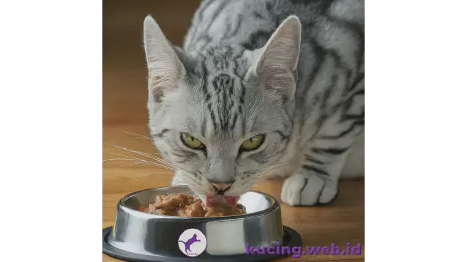 Apa Makanan Kucing?