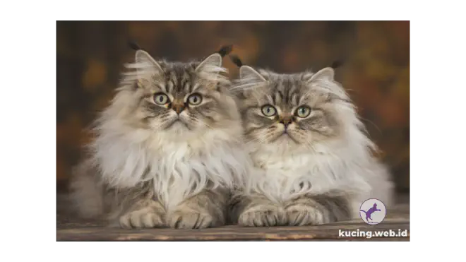Foto dua kucing Persia