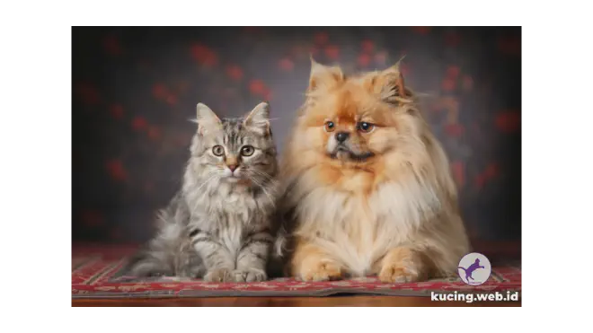 Foto kucing Persia dan anjing