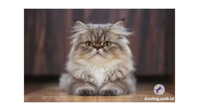 Foto kucing Persia dengan ekspresi lucu