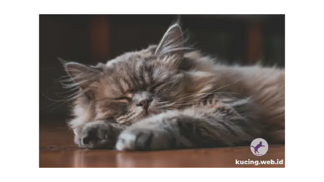 Foto kucing Persia tidur